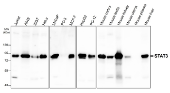 Signal Transducers and Activators of Transcription / STAT Antibody Panel