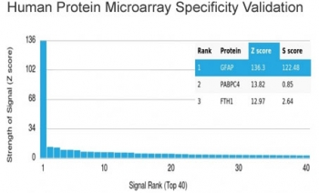 GFAP Antibody / Glial Fibrillary Acidic Protein