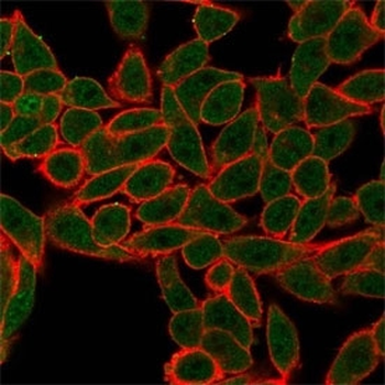 AGO3 Antibody / Argonaute-3 / eIF2C3