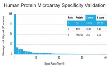 Clusterin Antibody / Apolipoprotein J / APO-J