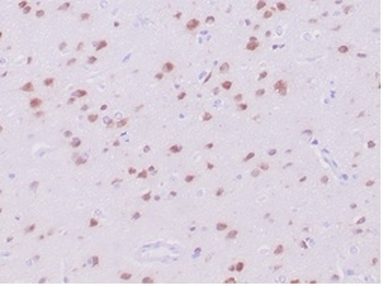 NeuN Antibody / Fox3