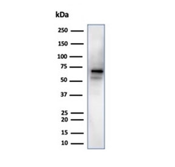 NeuN Antibody / Fox3