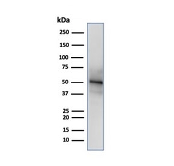 NeuN Antibody / Fox3