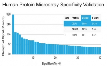 CELF2 Antibody / CUGBP2 / ETR3