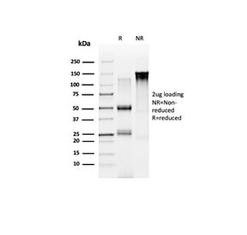 NOC4L Antibody