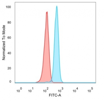 FOXB2 Antibody