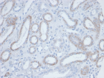 Biotin Antibody