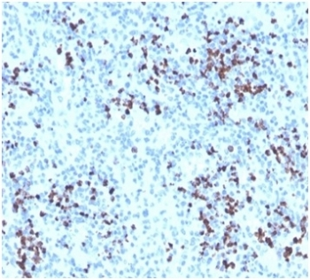 MPO Antibody / Myeloperoxidase