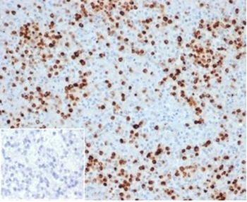 MPO Antibody / Myeloperoxidase