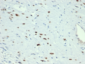 MyoD1 Antibody