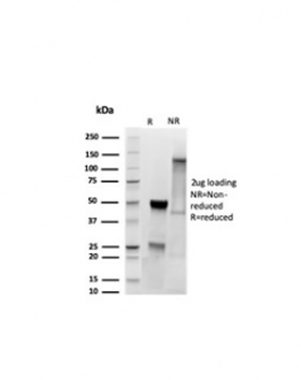 MyoD1 Antibody