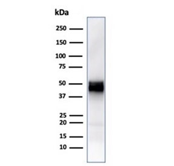 CD5 Antibody