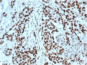 MSH2 Antibody