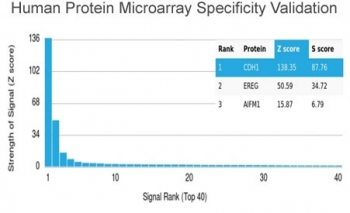 E-Cadherin Antibody / CDH1