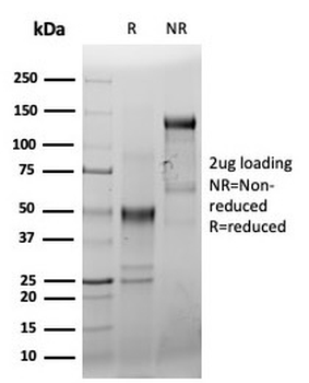 CD44 Antibody / HCAM