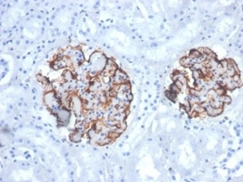 Vimentin Antibody