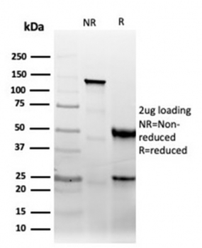 CD47 Antibody / IAP / Integrin Associated Protein