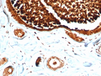 Mammaglobin A Antibody / SCGB2A2