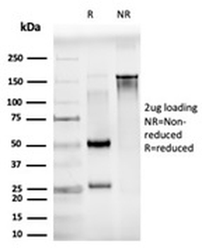 JUNB Antibody