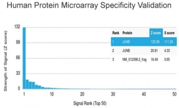 JUNB Antibody