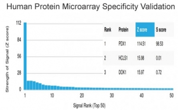 PDX1 Antibody / Pancreas/duodenum homeobox protein 1