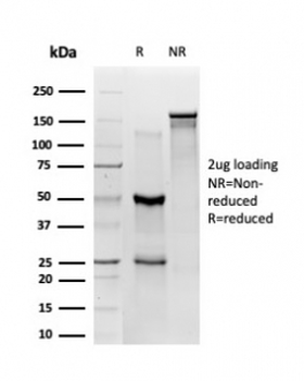 ZBED1 Antibody / DREF