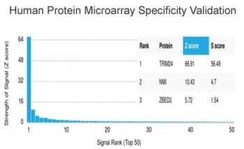 TIF1 alpha Antibody / TIF1A / TRIM24