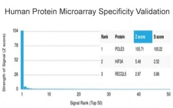 POLE3 Antibody / CHRAC-17