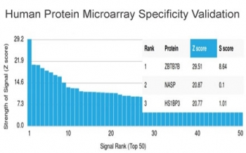 Th-Pok Antibody / ZBTB7B