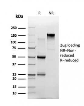 Th-Pok Antibody / ZBTB7B
