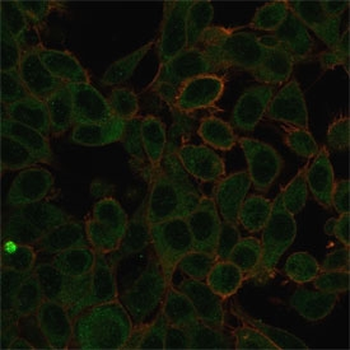 ZBTB7C Antibody