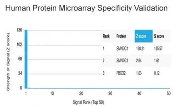 SMNDC1 Antibody