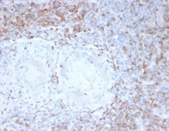 CD2 Antibody