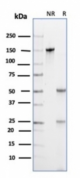 CD133 Antibody / PROM1 (Extracellular Region)