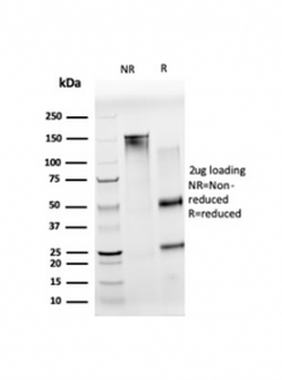 NOC4L Antibody
