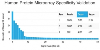 NOC4L Antibody