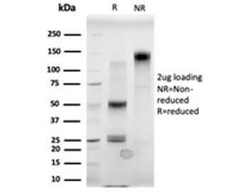 MBD3 Antibody