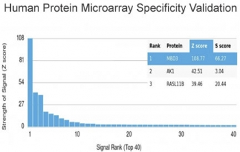 MBD3 Antibody