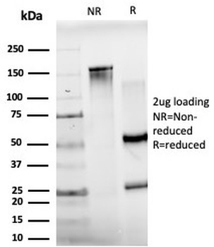 JUNB Antibody