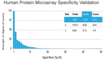 JUNB Antibody
