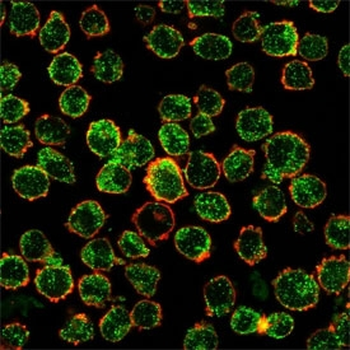 IRF3 Antibody