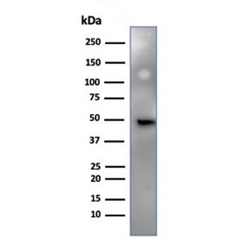 IRF3 Antibody