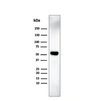 IRF3 Antibody