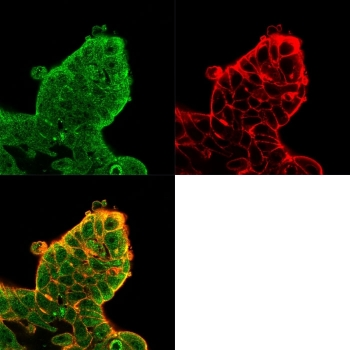 EIF4E Antibody