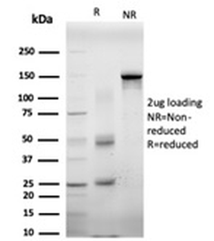 EIF4E Antibody