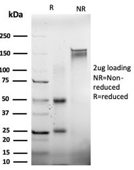 EIF2A Antibody / EIF2S1