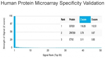 EIF2A Antibody / EIF2S1