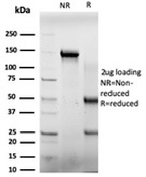 E4F1 Antibody