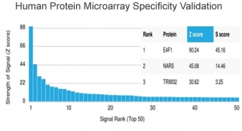 E4F1 Antibody
