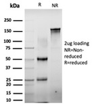 CTBP2 Antibody / C-terminal-binding protein 2